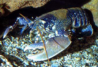 photo du homard d'Europe, Homarus gammarus